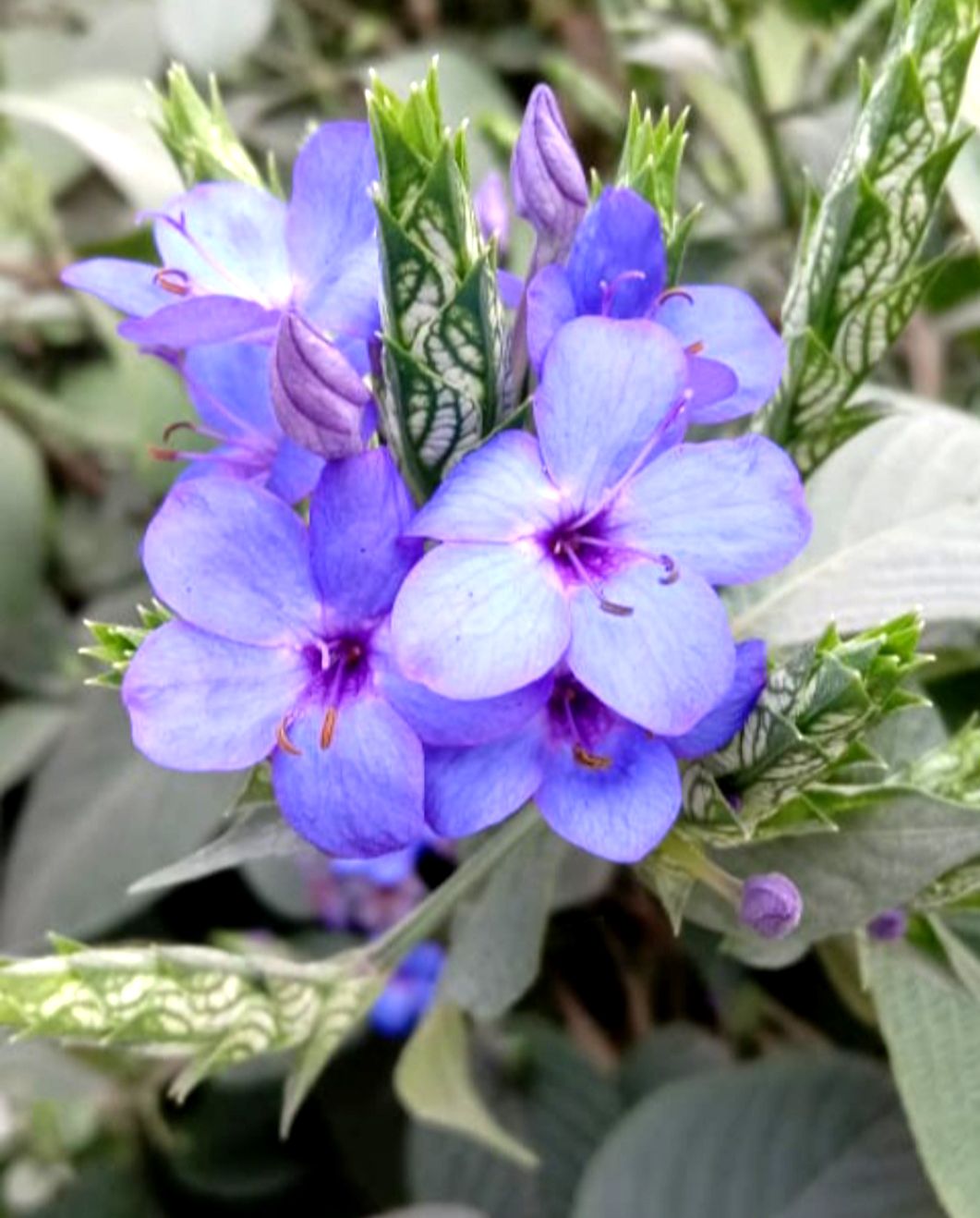 Prabha nagesia